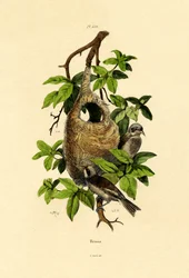 Penduline Tit、1833-39